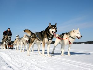 husky